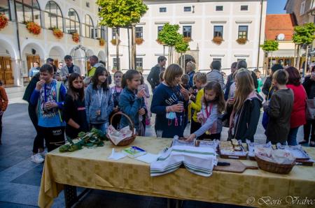 Trgatev stare trte 1